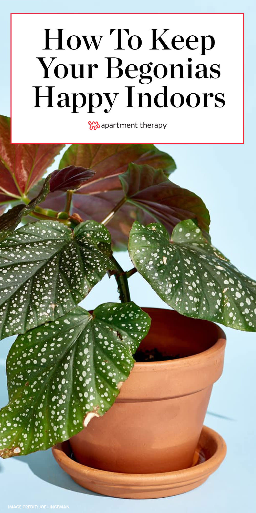 How to Care for Begonias As Houseplants (Care for Indoor Plants